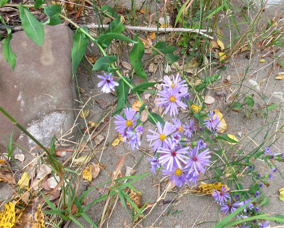 smooth blue aster (Symphyotrichum laeve)