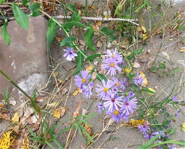 smooth blue aster (Symphyotrichum laeve)