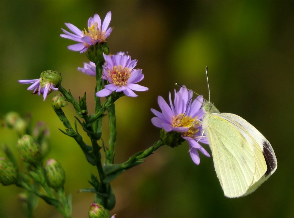 smooth blue aster (Symphyotrichum laeve)