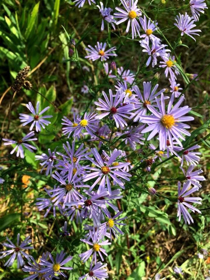 smooth blue aster (Symphyotrichum laeve)