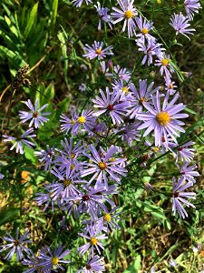 smooth blue aster (Symphyotrichum laeve) photo