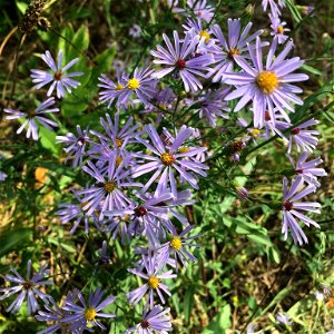 smooth blue aster (Symphyotrichum laeve) photo