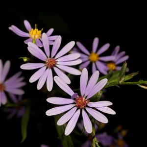 smooth blue aster (Symphyotrichum laeve) photo