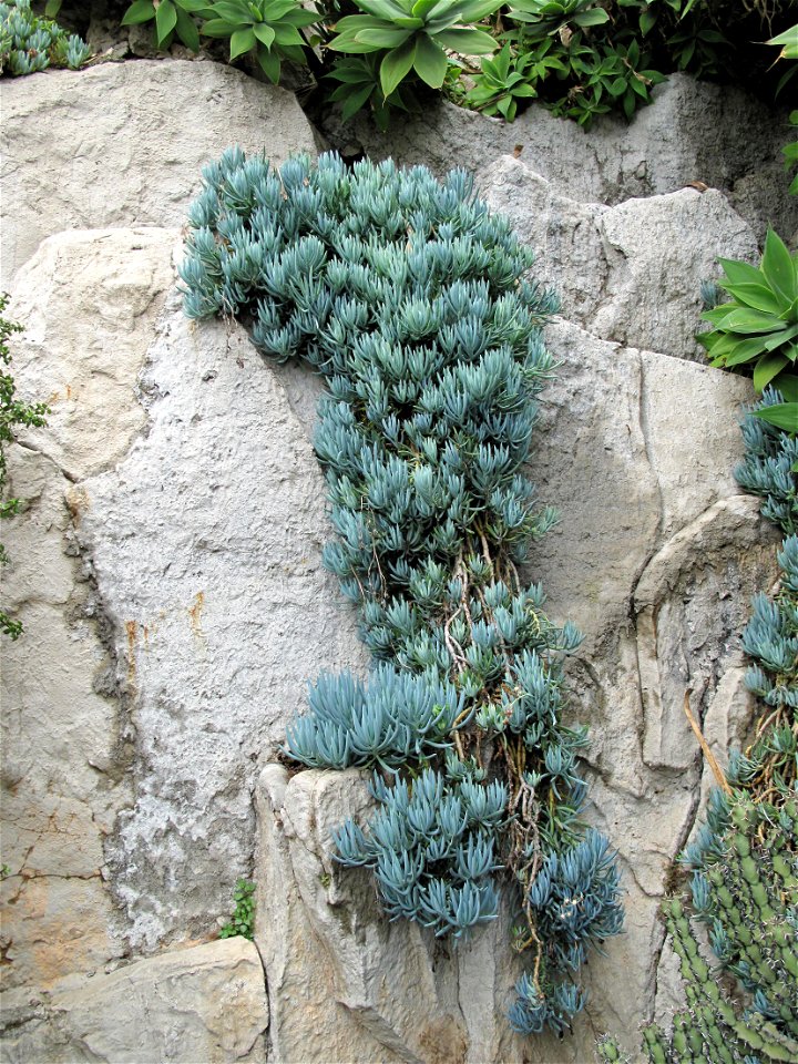 Senecio talinoides mandaliscae (according the inscription) in the exotic garden of Monaco