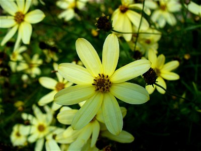 I am the originator of this photo. I hold the copyright. I release it to the public domain. This photo depicts flowers.
