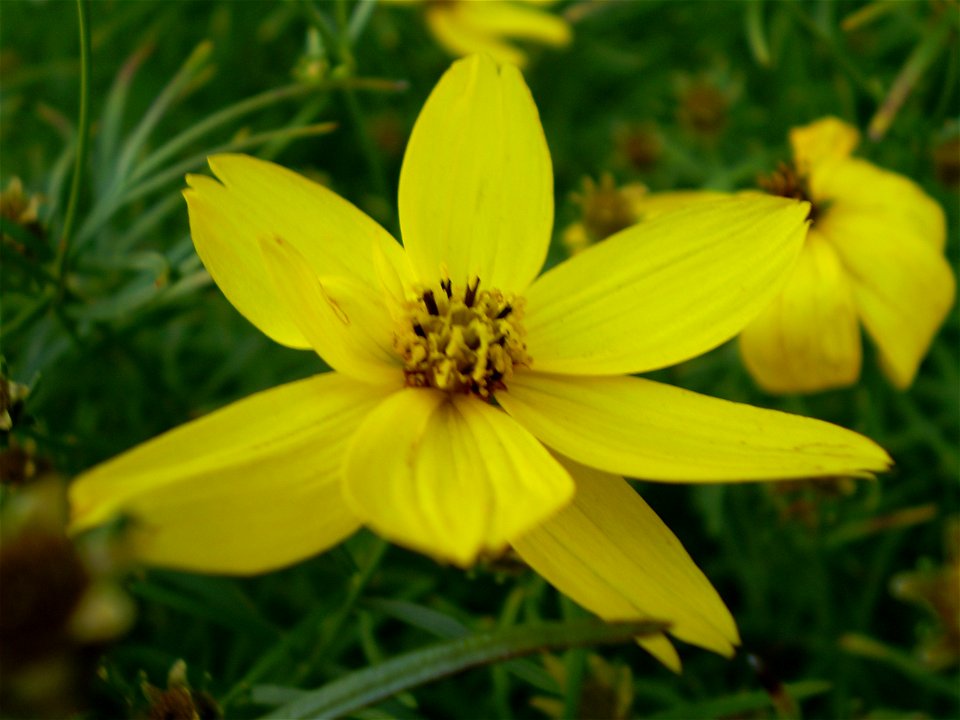 Coreopsis verticillata
