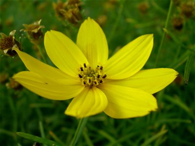 Coreopsis verticillata