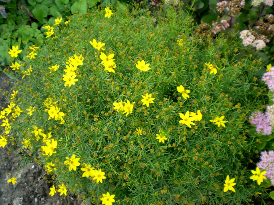 Coreopsis verticillata meisjesogen