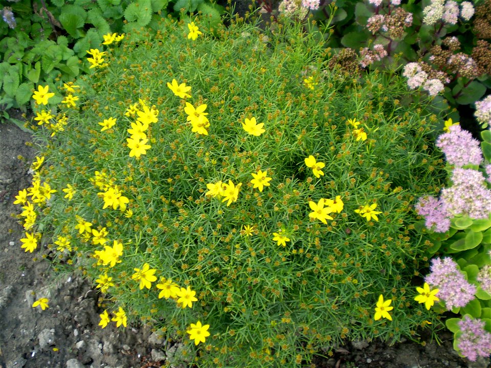 Coreopsis verticillatameisjesogen