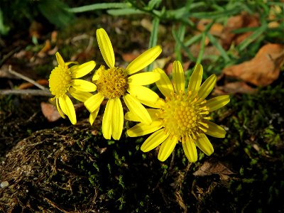Schmalblättriges Greiskraut (Senecio inaequidens) bei Reilingen