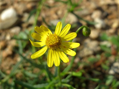 Schmalblättriges Greiskraut (Senecio inaequidens) auf einem Sandhügel einer Baustelle in Hockenheim