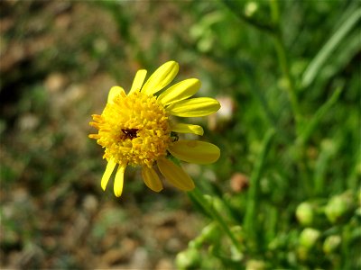 Schmalblättriges Greiskraut (Senecio inaequidens) auf einem Sandhügel einer Baustelle in Hockenheim