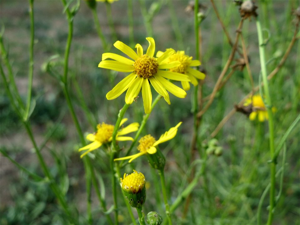 Schmalblättriges Greiskraut (Senecio inaequidens) in Hockenheim