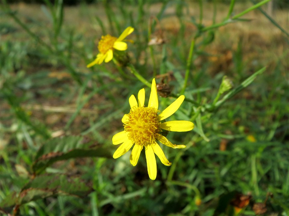 Schmalblättrige Greiskraut (Senecio inaequidens) in Hockenheim
