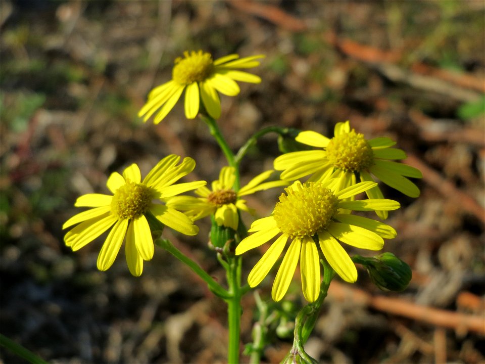 Schmalblättrige Greiskraut (Senecio inaequidens) am Hochwasserrückhaltebecken bei Reilingen