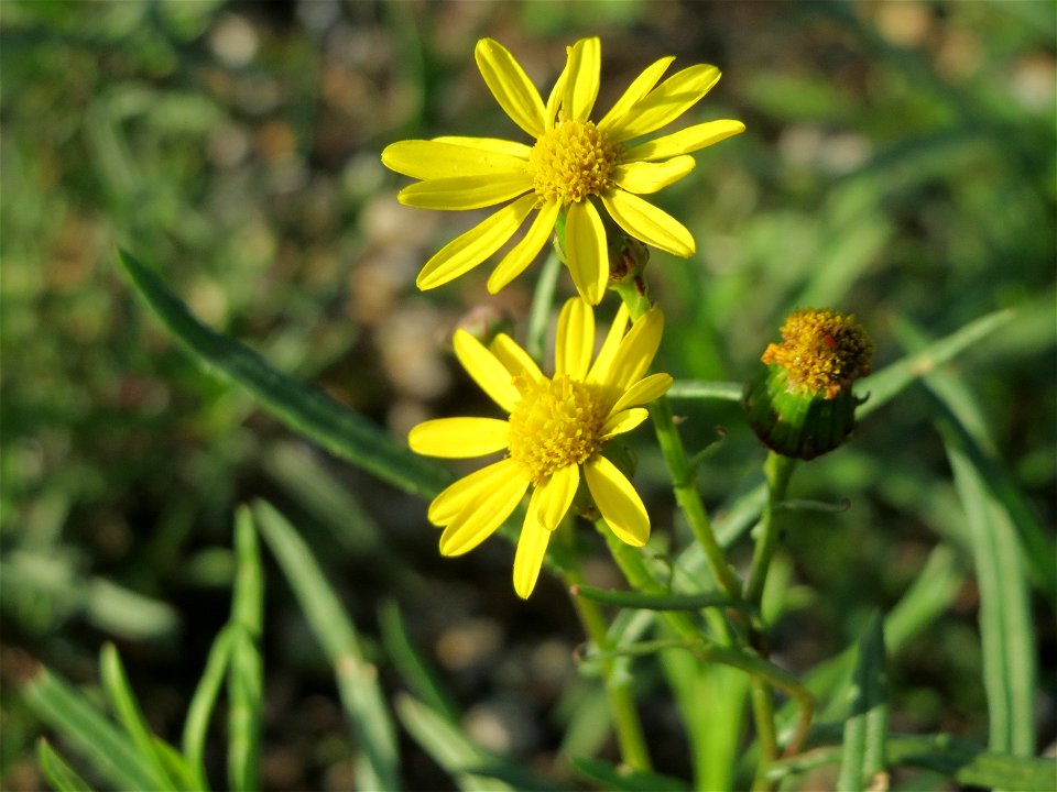 Schmalblättrige Greiskraut (Senecio inaequidens) am Hochwasserrückhaltebecken bei Reilingen