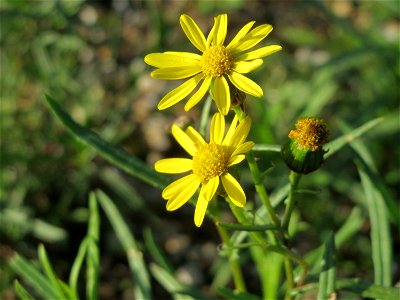 Schmalblättrige Greiskraut (Senecio inaequidens) am Hochwasserrückhaltebecken bei Reilingen