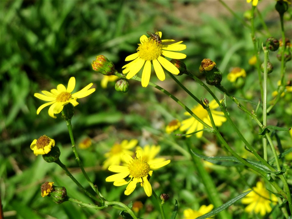 Schmalblättrige Greiskraut (Senecio inaequidens) an der A61 in Hockenheimer Rheinbogen