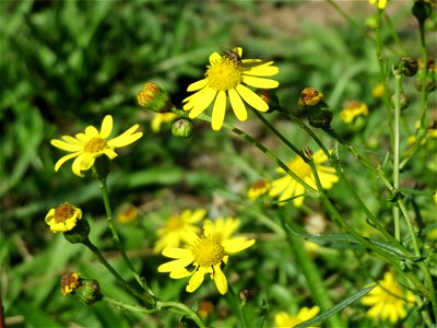 Schmalblättrige Greiskraut (Senecio inaequidens) an der A61 in Hockenheimer Rheinbogen