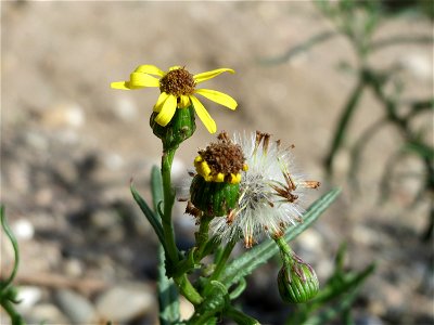Schmalblättrige Greiskraut (Senecio inaequidens) an der A61 in Hockenheimer Rheinbogen