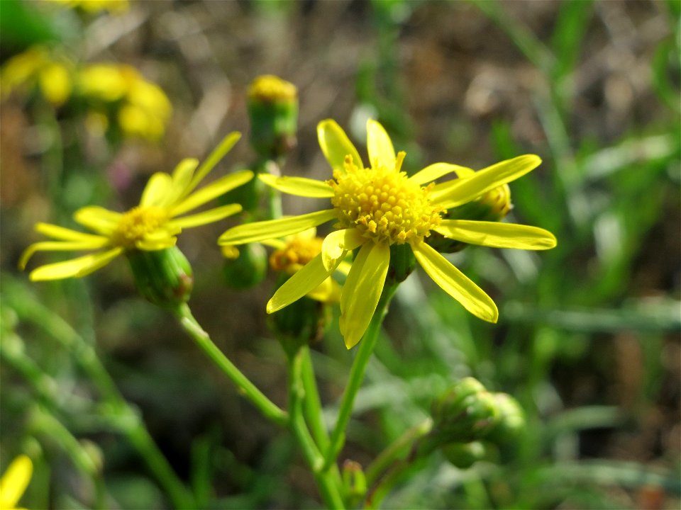Schmalblättriges Greiskraut (Senecio inaequidens) in Hockenheim-Talhaus