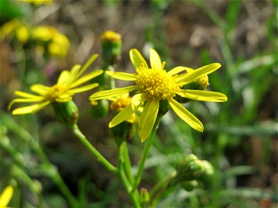 Schmalblättriges Greiskraut (Senecio inaequidens) in Hockenheim-Talhaus