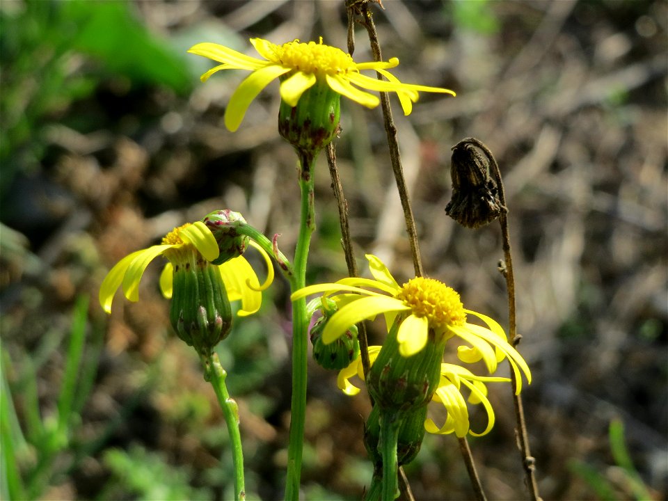 Schmalblättrige Greiskraut (Senecio inaequidens) in Hockenheim-Talhaus