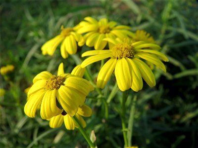 Schmalblättriges Greiskraut (Senecio inaequidens) in Hockenheim