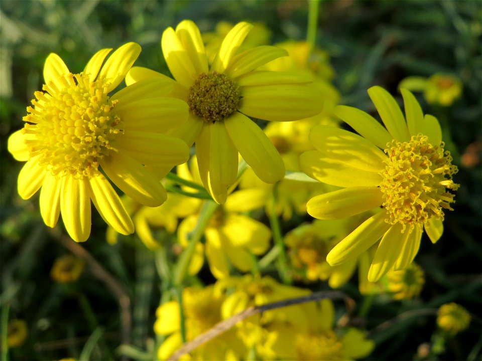 Schmalblättriges Greiskraut (Senecio inaequidens) in Hockenheim