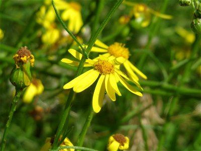 Schmalblättriges Greiskraut (Senecio inaequidens) in Hockenheim