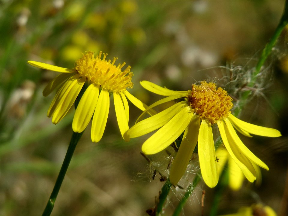 Schmalblättriges Greiskraut (Senecio inaequidens) in Hockenheim