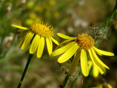 Schmalblättriges Greiskraut (Senecio inaequidens) in Hockenheim