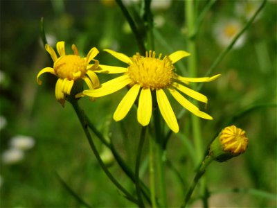 Schmalblättriges Greiskraut (Senecio inaequidens) in Hockenheim