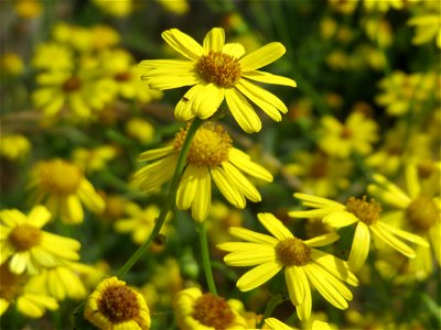 Schmalblättriges Greiskraut (Senecio inaequidens) in Bruchmühlbach-Miesau photo