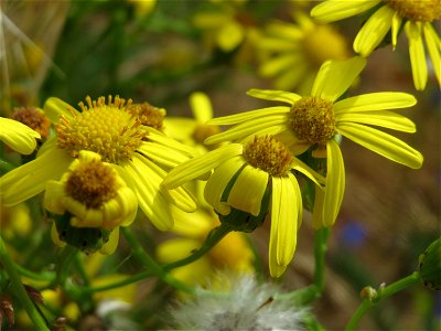 Schmalblättriges Greiskraut (Senecio inaequidens) in Bruchmühlbach-Miesau photo