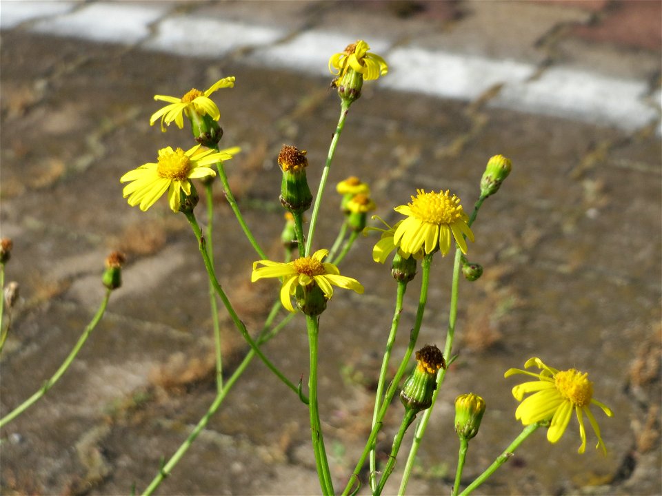 Schmalblättriges Greiskraut (Senecio inaequidens) im Mannheimer Hauptbahnhof