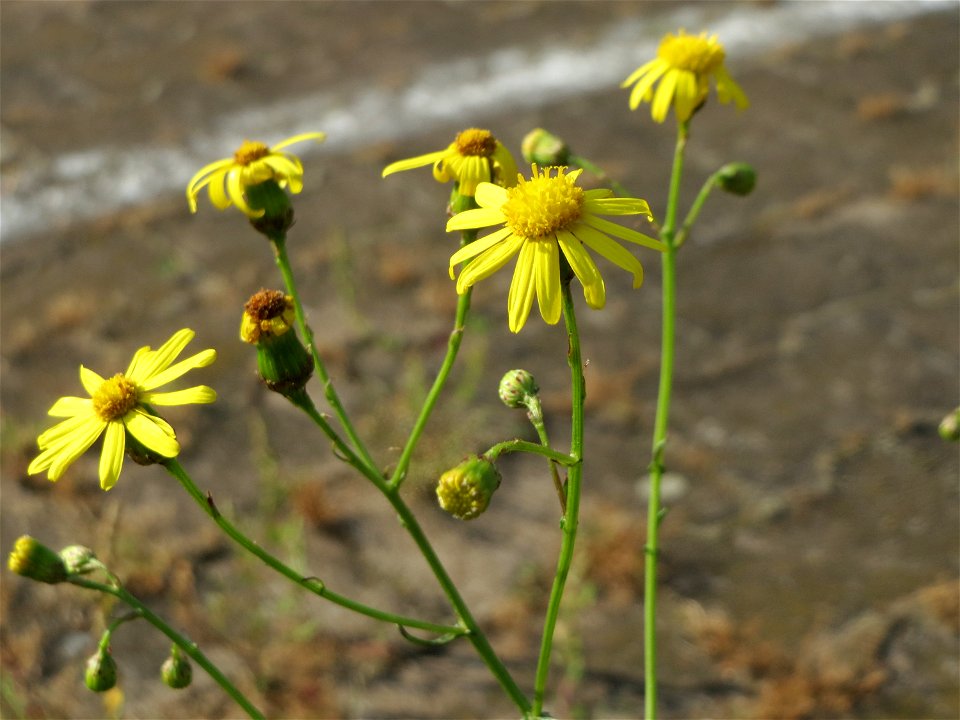 Schmalblättriges Greiskraut (Senecio inaequidens) im Mannheimer Hauptbahnhof