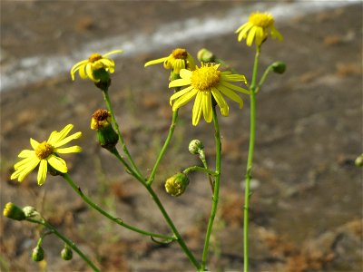Schmalblättriges Greiskraut (Senecio inaequidens) im Mannheimer Hauptbahnhof