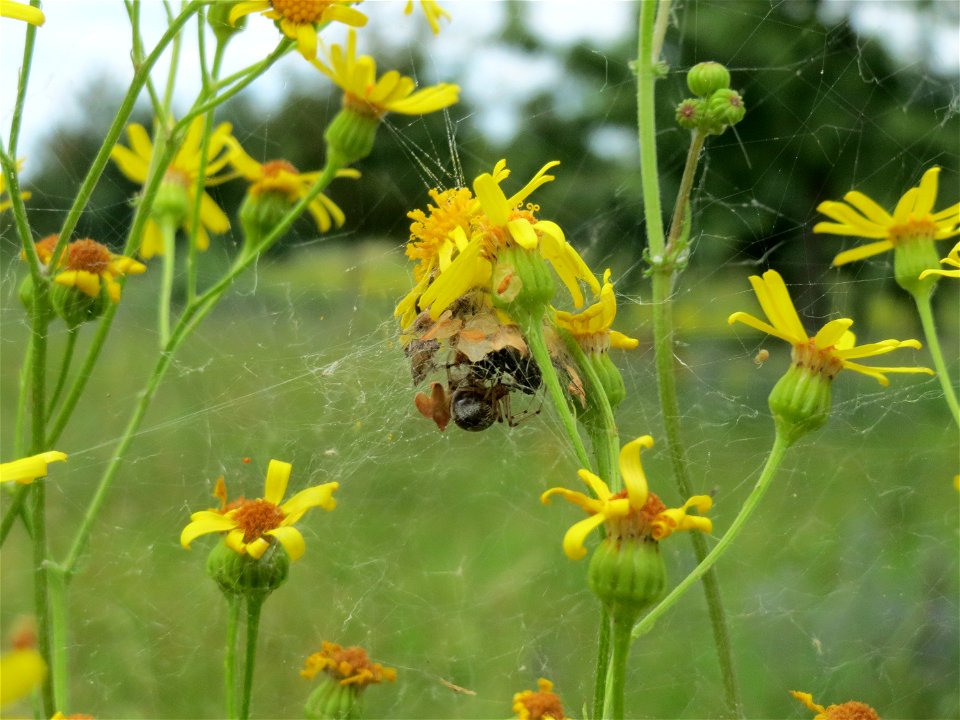 Schmalblättriges Greiskraut (Senecio inaequidens) in Hockenheim
