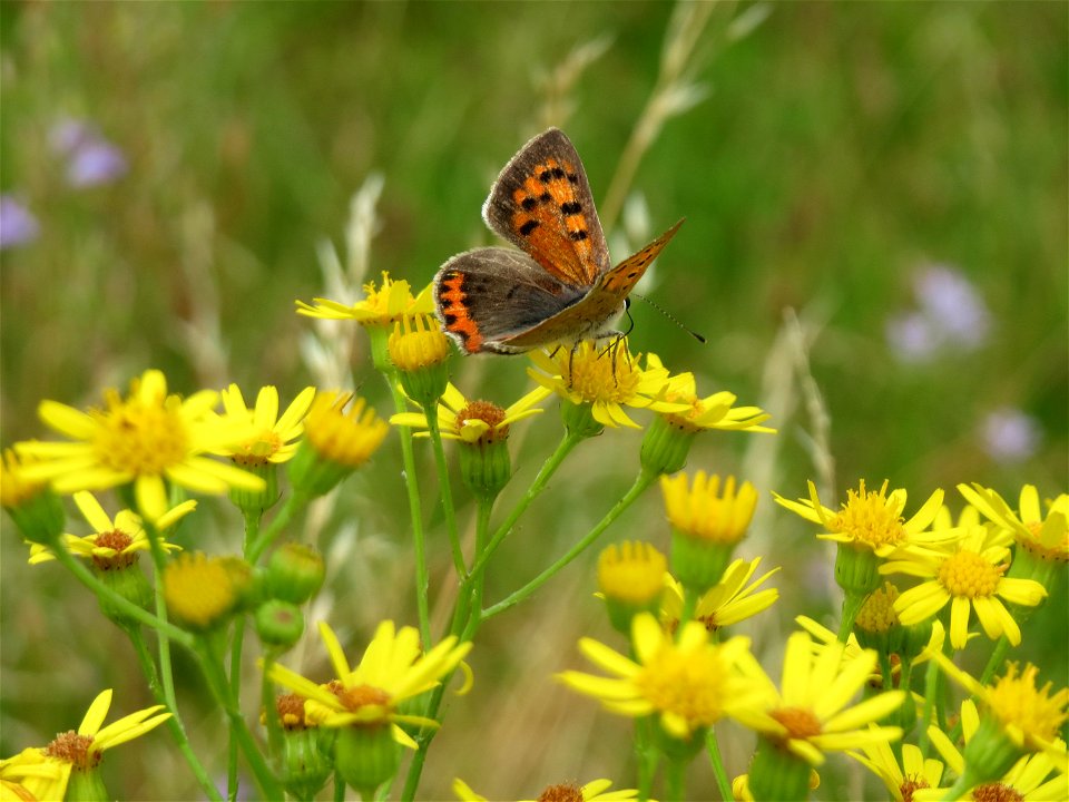 Kleiner Feuerfalter (Lycaena phlaeas) auf Schmalblättrigem Greiskraut (Senecio inaequidens) in Hockenheim