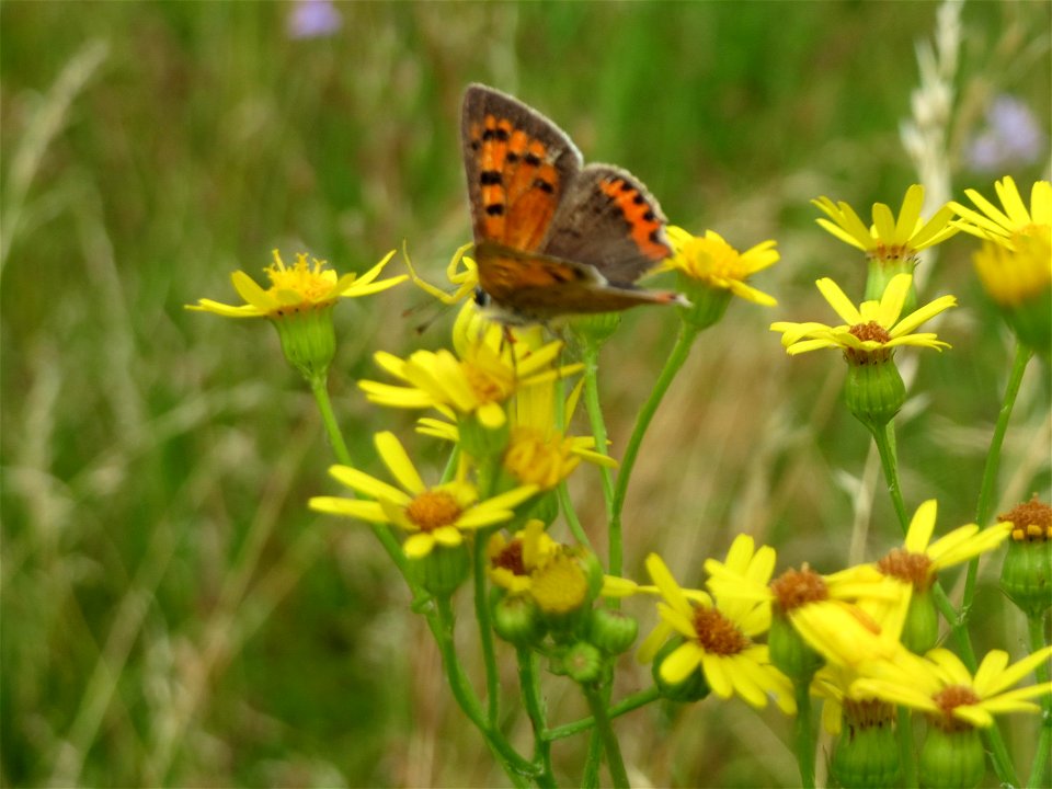 Kleiner Feuerfalter (Lycaena phlaeas) auf Schmalblättrigem Greiskraut (Senecio inaequidens) in Hockenheim