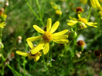 Schmalblättriges Greiskraut (Senecio inaequidens) auf einer Ruderalfläche in Hockenheim-Talhaus