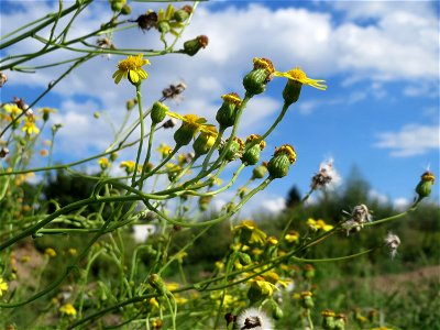 Schmalblättriges Greiskraut (Senecio inaequidens) auf einer Ruderalfläche in Hockenheim-Talhaus
