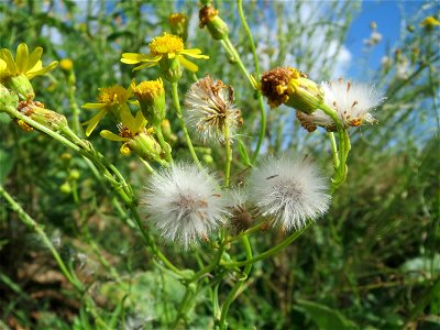 Schmalblättriges Greiskraut (Senecio inaequidens) auf einer Ruderalfläche in Hockenheim-Talhaus