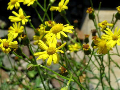 Schmalblättrige Greiskraut (Senecio inaequidens) am Bahnhof Saarbrücken Ost