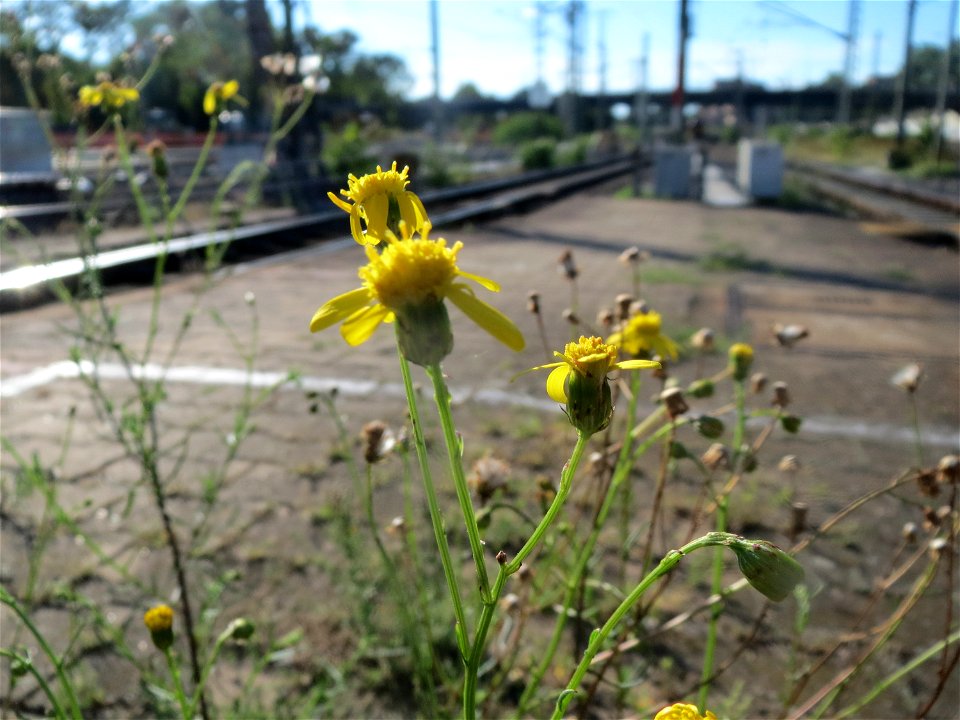 Schmalblättriges Greiskraut (Senecio inaequidens) im Hauptbahnhof Mannheim