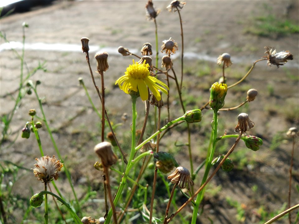 Schmalblättriges Greiskraut (Senecio inaequidens) im Hauptbahnhof Mannheim