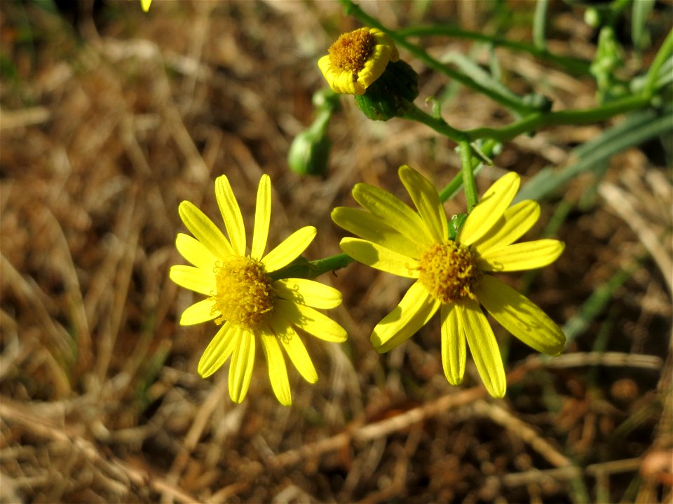Schmalblättriges Greiskraut (Senecio inaequidens) in Hockenheim