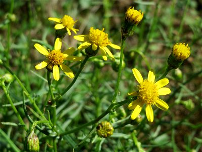 Schmalblättriges Greiskraut (Senecio inaequidens) bei Neulußheim (Gemarkung Altlußheim)