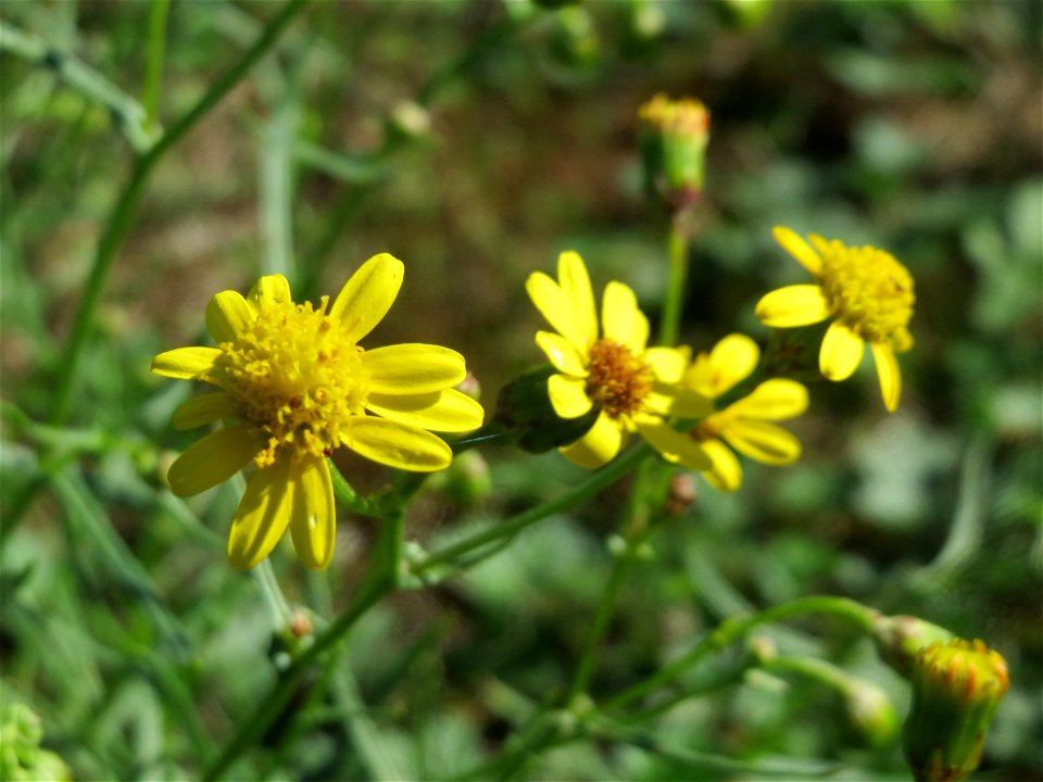 Schmalblättriges Greiskraut (Senecio inaequidens) bei Neulußheim (Gemarkung Altlußheim)